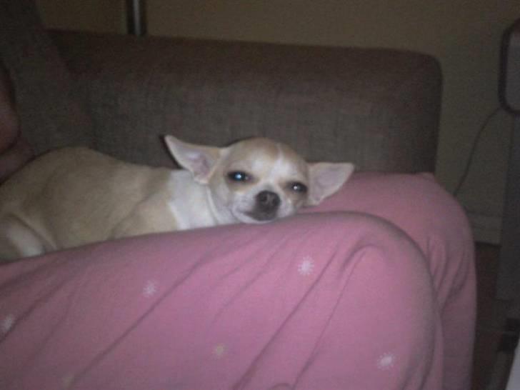 Chihuahua Chanel billede 7