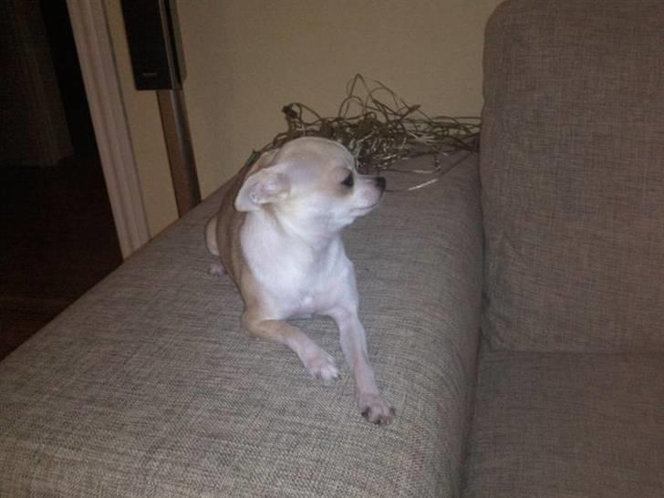 Chihuahua Chanel billede 8