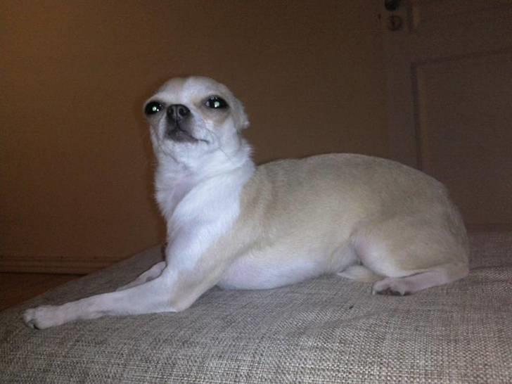 Chihuahua Chanel billede 9