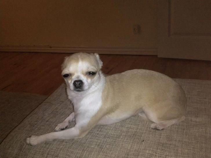 Chihuahua Chanel billede 10