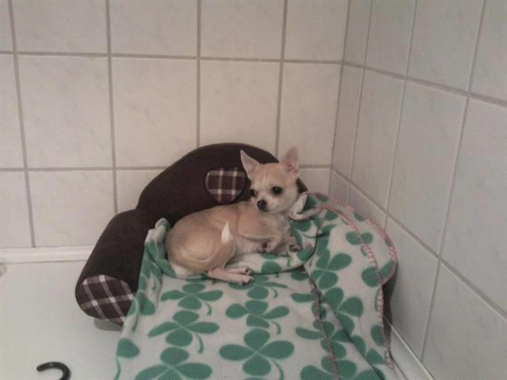 Chihuahua Chanel billede 11