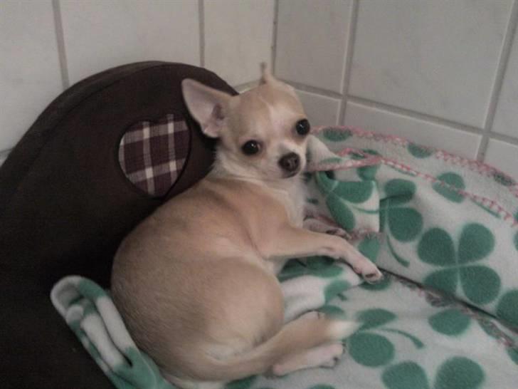 Chihuahua Chanel billede 12