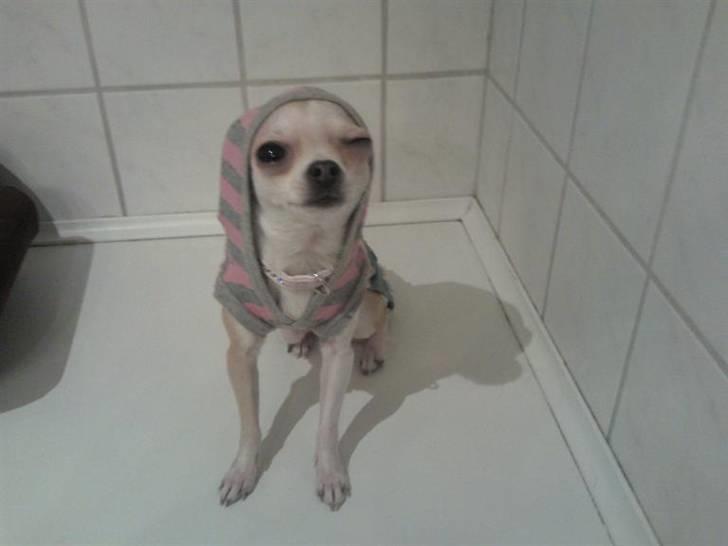 Chihuahua Chanel billede 13