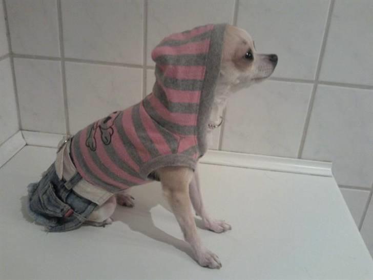 Chihuahua Chanel billede 14