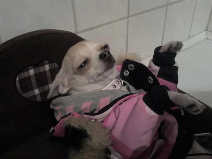 Chihuahua Chanel billede 15