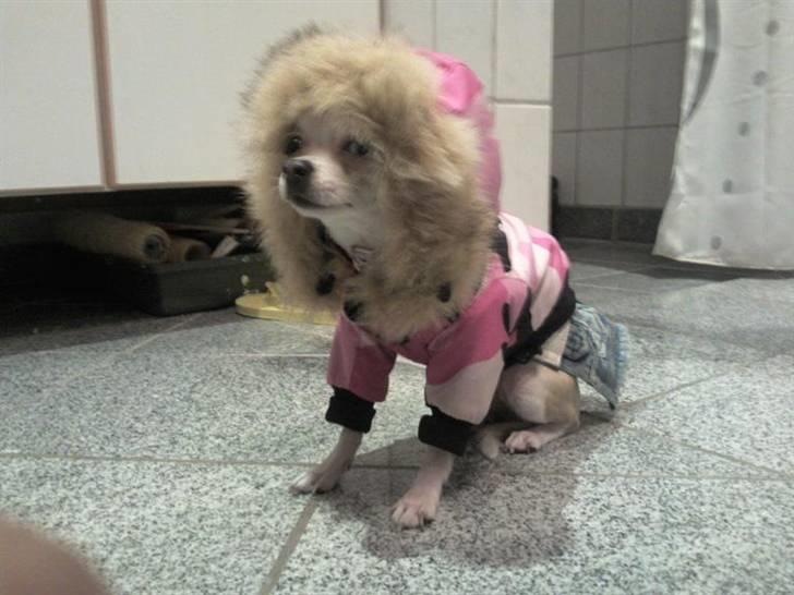 Chihuahua Chanel billede 16