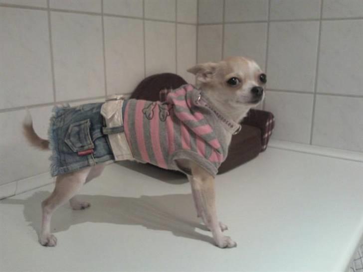 Chihuahua Chanel billede 18