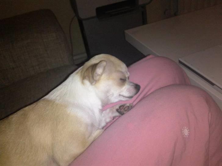 Chihuahua Chanel billede 19