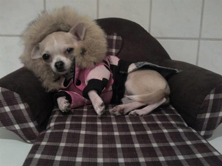 Chihuahua Chanel billede 20