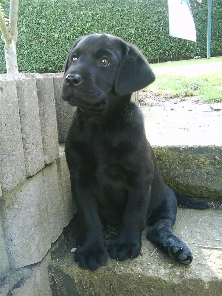 Labrador retriever Shiva - lille baby shiva :D billede 1