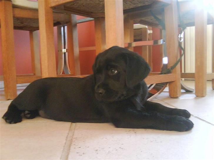 Labrador retriever Shiva - dagen efter vi fik hende billede 2