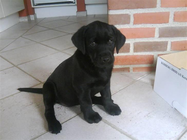 Labrador retriever Shiva billede 3