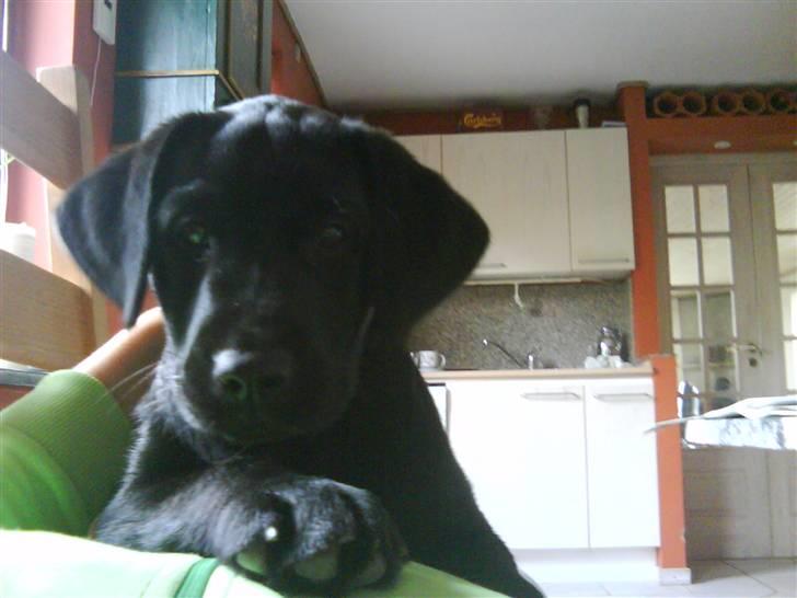 Labrador retriever Shiva billede 4