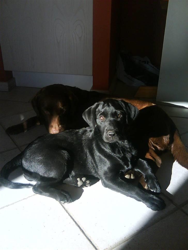 Labrador retriever Shiva billede 5