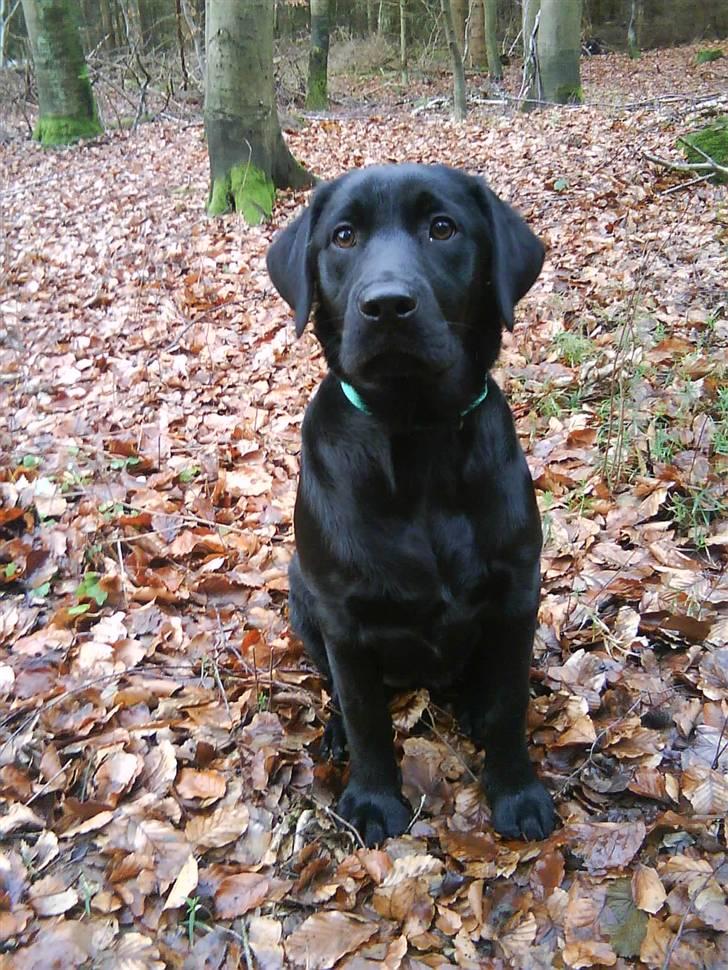 Labrador retriever Shiva - en tur ude i skoven billede 6