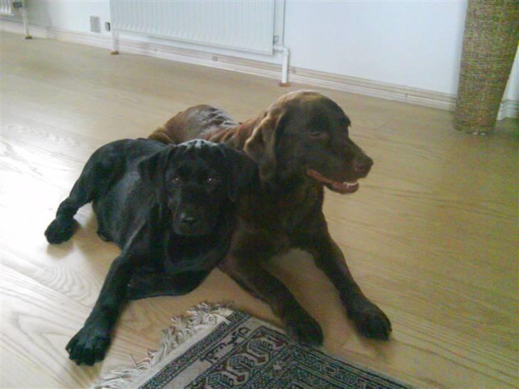 Labrador retriever Shiva - sammen med freja billede 7