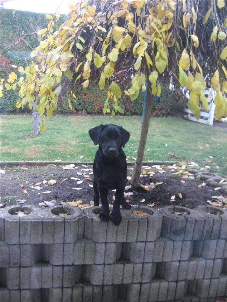 Labrador retriever Shiva - shiva har lavet balade ude i haven billede 8