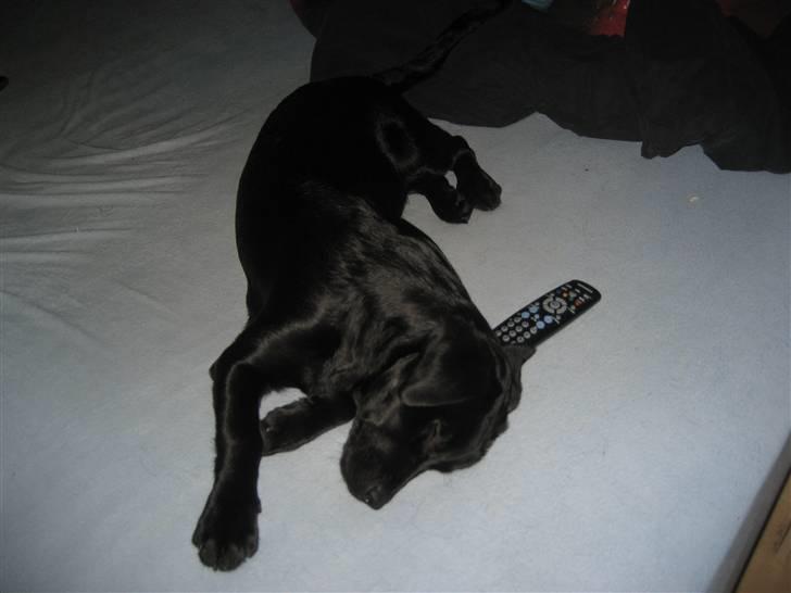 Labrador retriever Shiva - hun ligger i de mest underligste stillinger når hun sover! billede 9