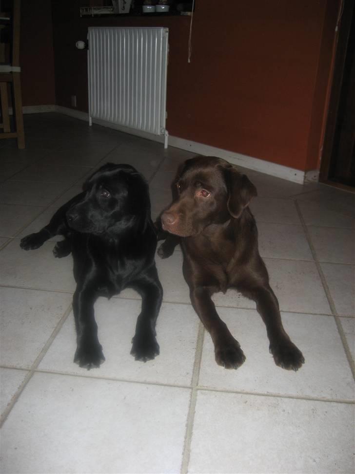 Labrador retriever Shiva billede 10