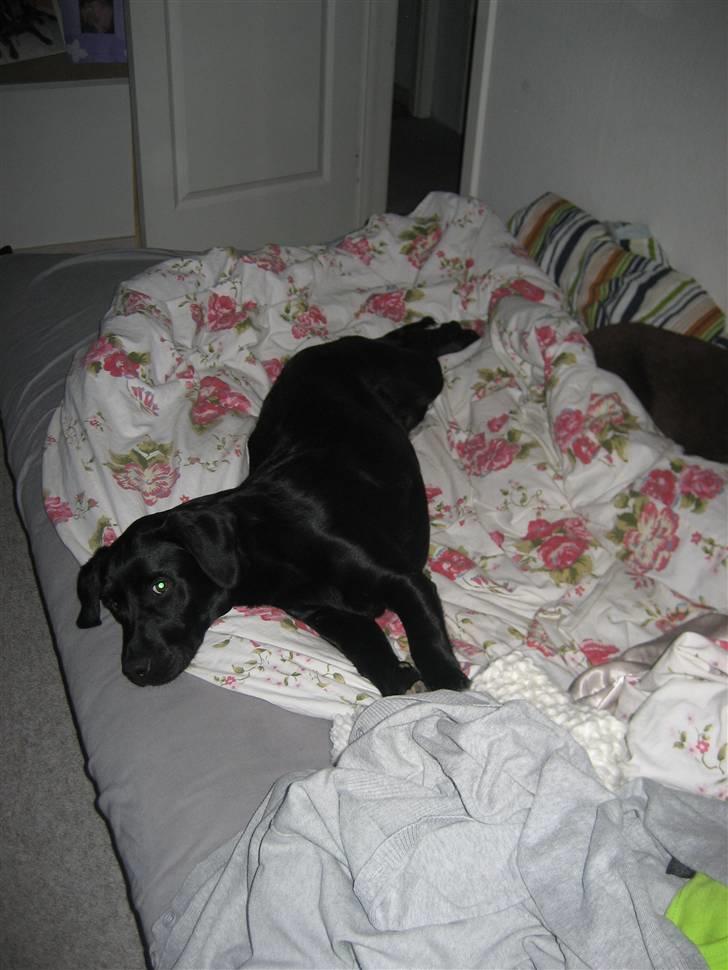 Labrador retriever Shiva billede 11