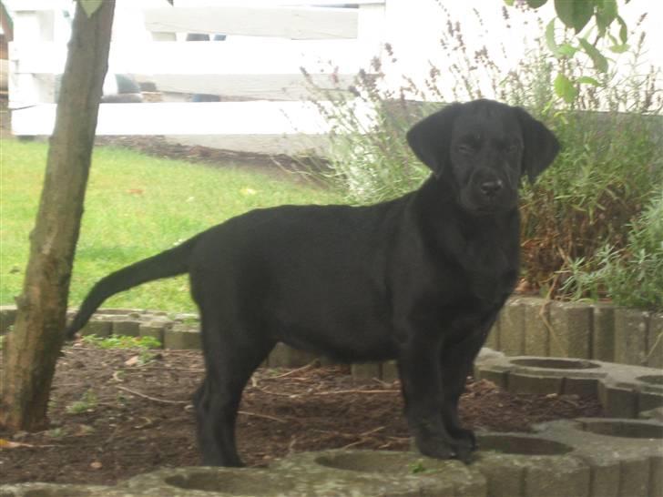 Labrador retriever Shiva billede 12