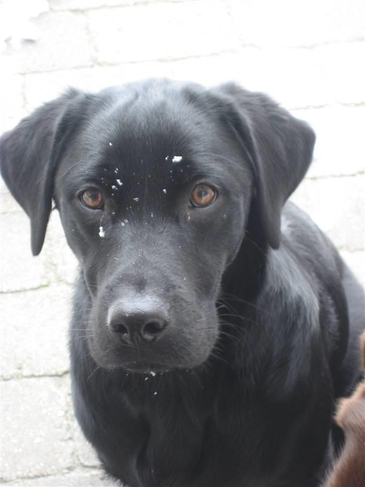 Labrador retriever Shiva - Har jeg sne i hovdet?  billede 13