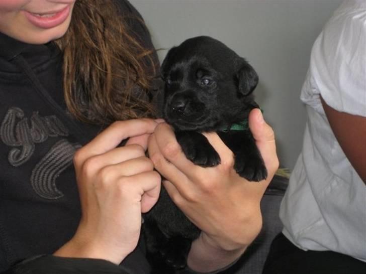 Labrador retriever Shiva - første gang vi så hende. Kærelighed ved første blik  billede 14