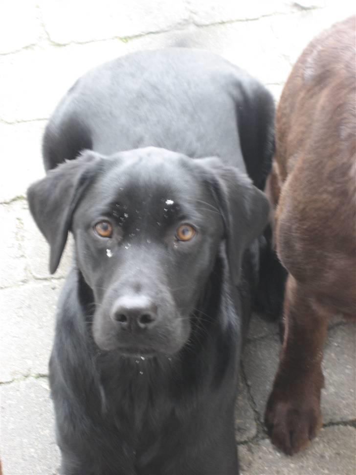 Labrador retriever Shiva billede 15