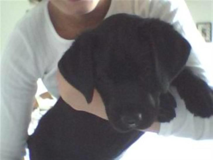 Labrador retriever Shiva billede 16