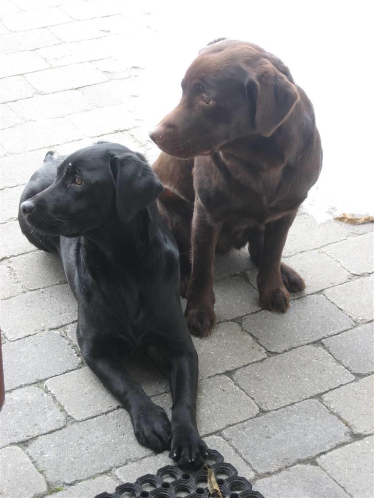 Labrador retriever Shiva billede 17