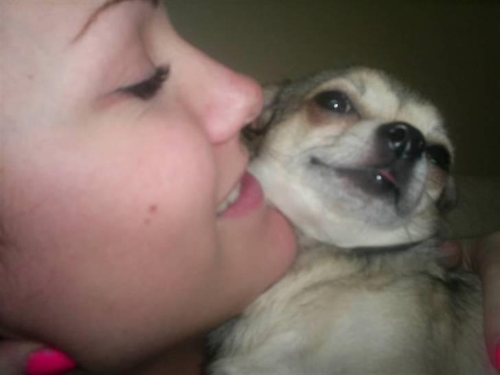 Chihuahua Hamlet - Ik flere kys det er pinligt. billede 9