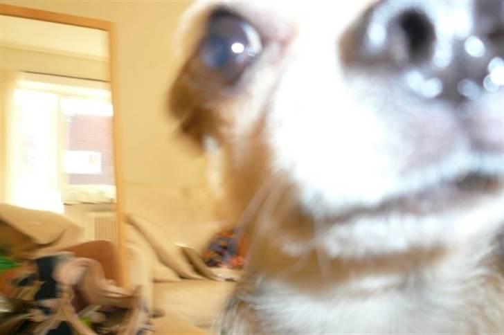 Chihuahua Hamlet - Grrr.. angriber kamaraet.. billede 10