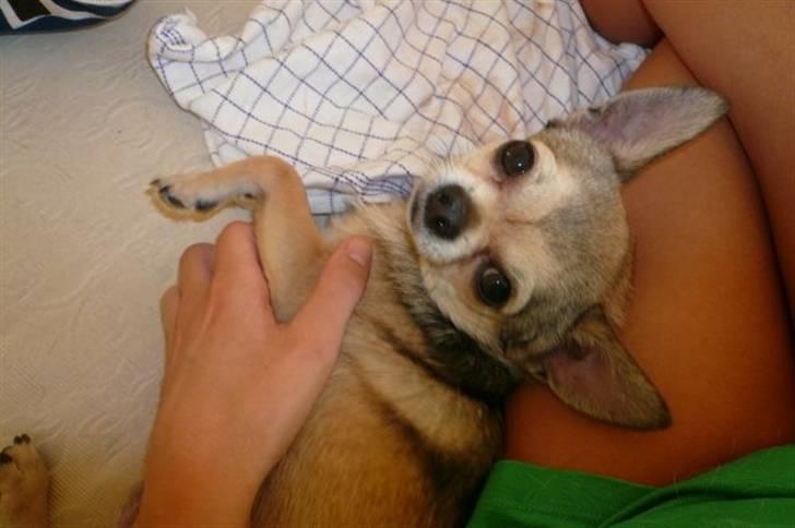 Chihuahua Hamlet - Elsker at få taget billeder.. billede 11