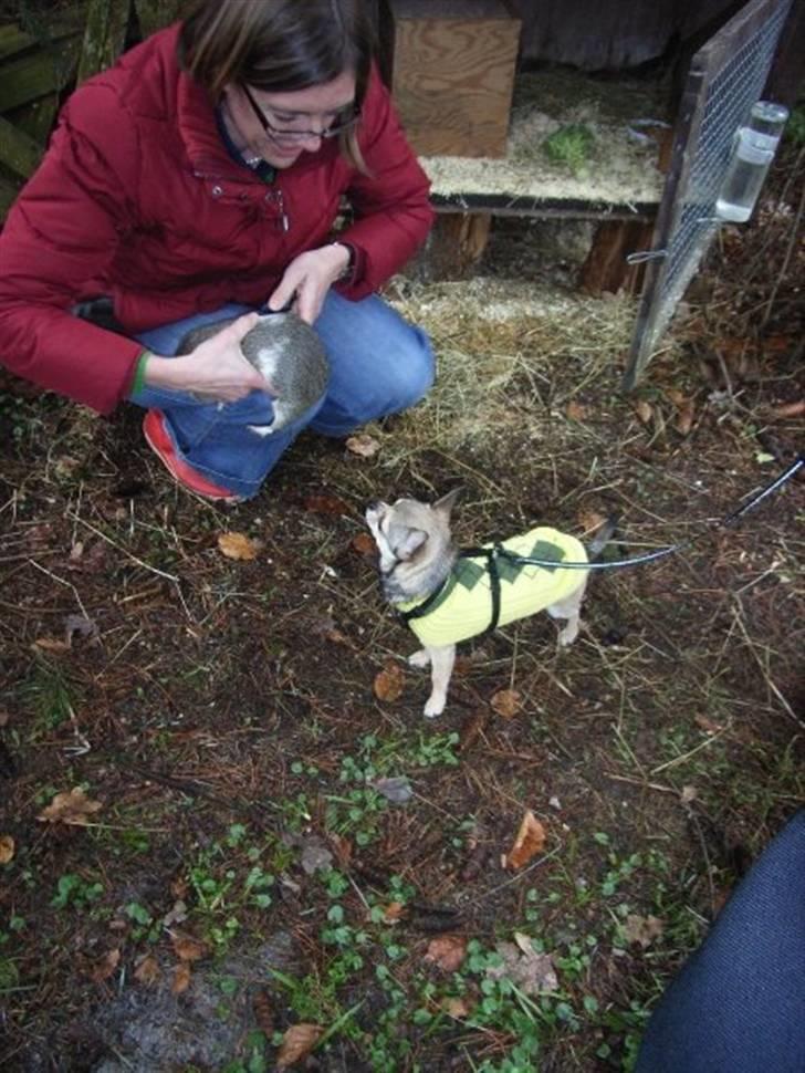 Chihuahua Hamlet - uhh nogle på min størrelse jeg kan lege med... billede 12