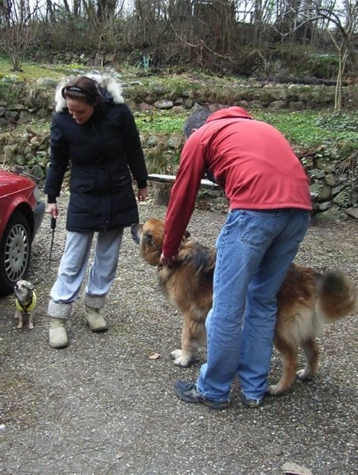 Chihuahua Hamlet - Hilser på stooor hund.. billede 13