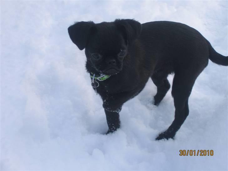 Griffon petit brabancon Hulebo's Darling - Darling i sneen feb.2010 billede 16