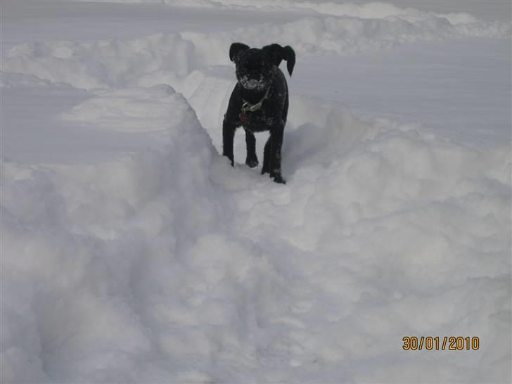 Griffon petit brabancon Hulebo's Darling - Feb.2010 billede 17