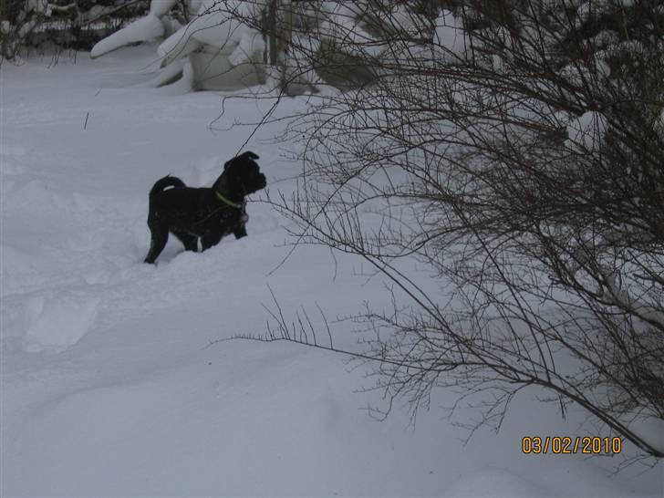 Griffon petit brabancon Hulebo's Darling - Feb.2010 billede 18