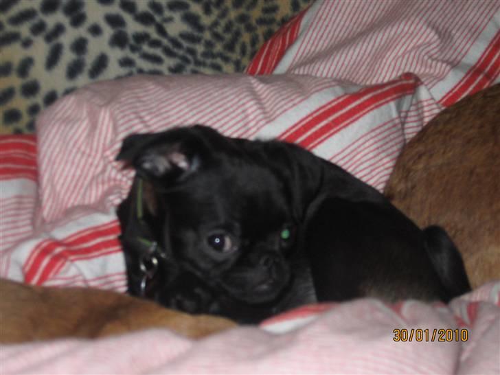 Griffon petit brabancon Hulebo's Darling - putte/hygge billede 19