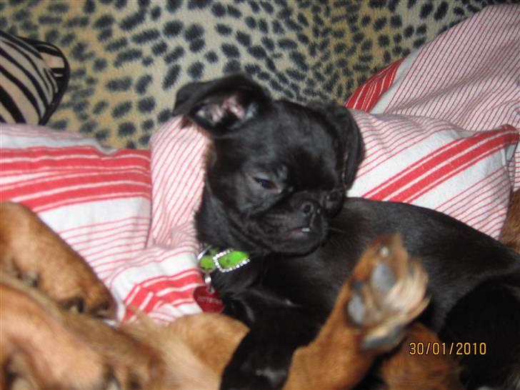 Griffon petit brabancon Hulebo's Darling - Feb.2010 billede 20