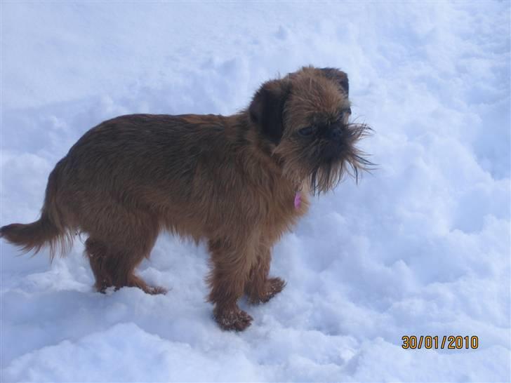 Griffon bruxellois Hulebo's Bella - Feb.2010 billede 16