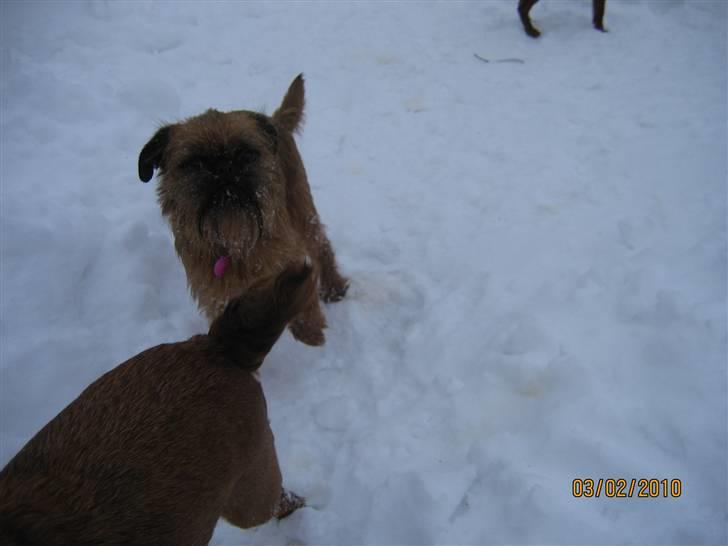 Griffon bruxellois Hulebo's Bella - vinter 2009-2010 billede 17