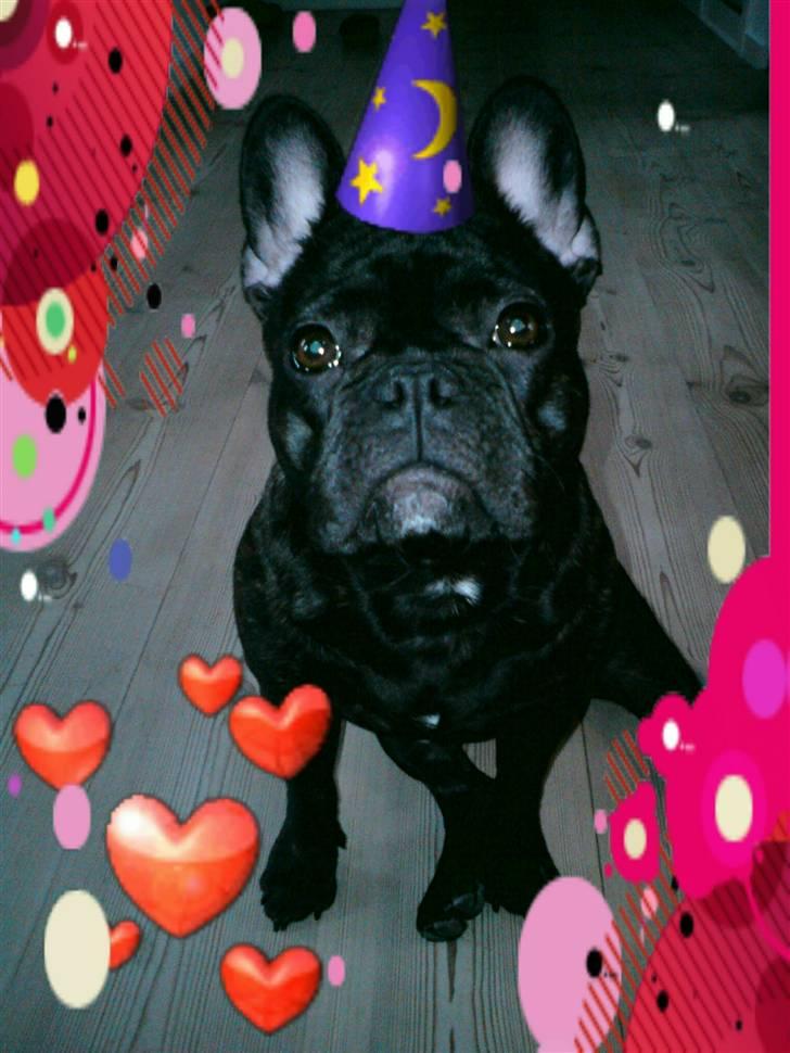 Fransk bulldog Gutzo - Gutzo 1 år billede 18