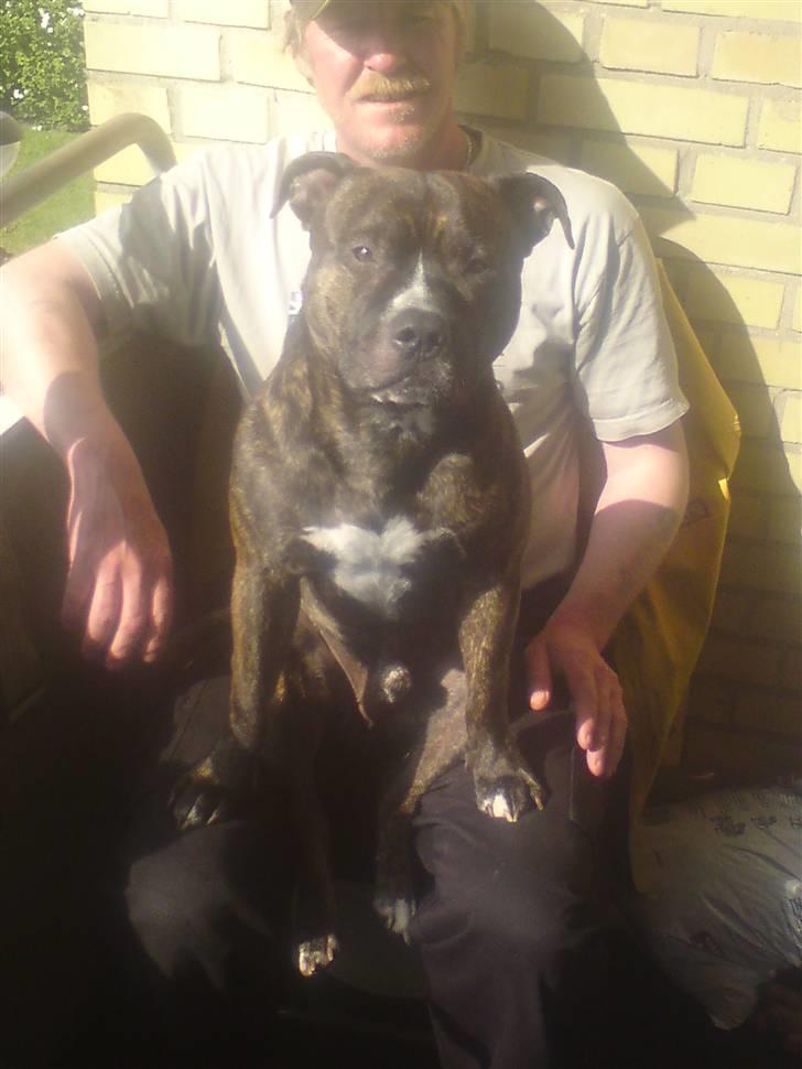Staffordshire bull terrier Alpha R.I.P. - Min far og Alpha, en varm sommerdag billede 6