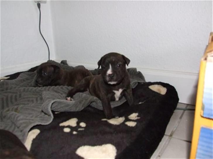 Staffordshire bull terrier Alpha R.I.P. - Lille Alpha billede 7