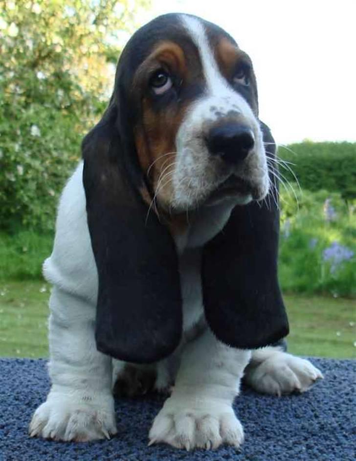 Basset hound Bobass Monty billede 1