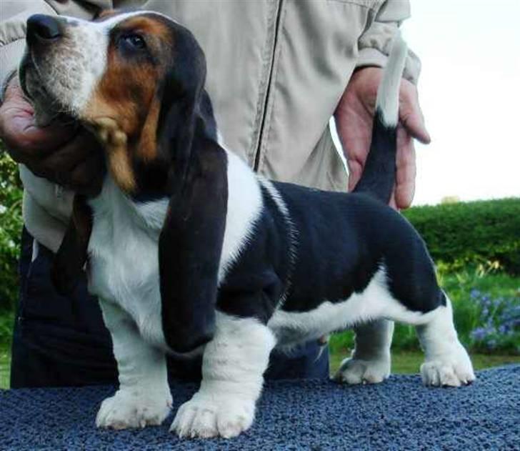 Basset hound Bobass Monty billede 2