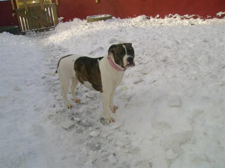 Amerikansk bulldog Topp`s Magic Star.. R.I.P - Dejligt at komme ud i haven :) billede 9