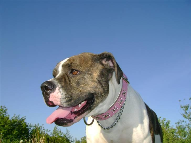 Amerikansk bulldog Topp`s Magic Star.. R.I.P - Baby`s sidste dag billede 10