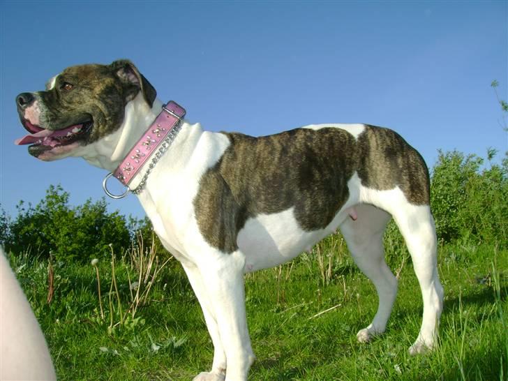 Amerikansk bulldog Topp`s Magic Star.. R.I.P - Baby`s sidste dag billede 11